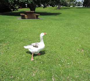 Im Western Springs Park