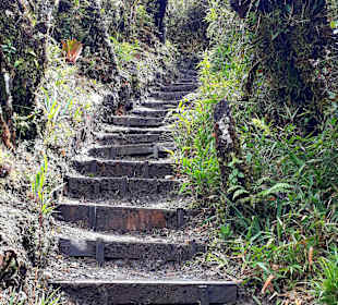 Podocarpus Nationalpark