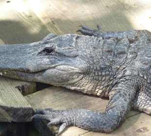 Geniessen die Mittagssonne