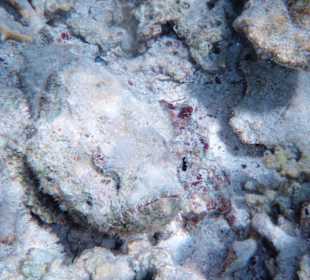 Einer von zig Steinfischen