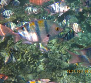 Już przy pomoście roi się od rybek