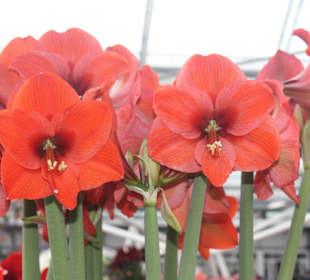 Wunderschöne Tulpen