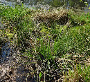 Impressionen aus der Gellener Torfmöörte