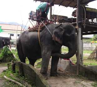 Elefanten Safari auf Phuket