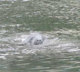 Manatee
