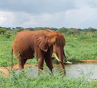Wildnis Tours and Safaris - Diani Beach