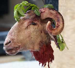 Auf dem Schlachtmarkt