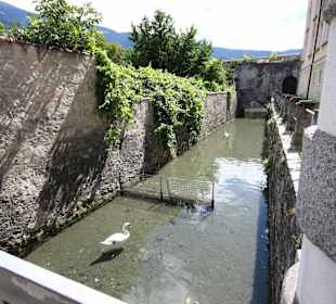 Wassergraben mit Schwan 