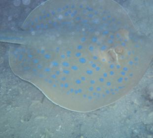 Zdjęcia rafy wykonane przeze mnie pod wodą 