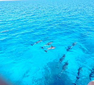 Delfin Tour Hurghada