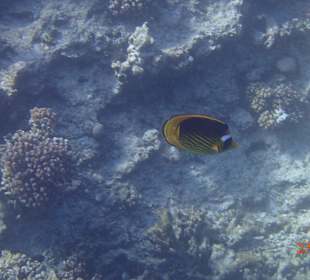 Korallen Riff mit Fisch