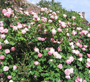 Rosengarten
