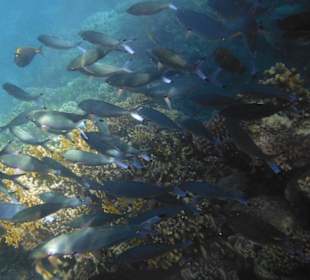 Schnorcheln Hausriff Tulip Resort Marsa Alam 