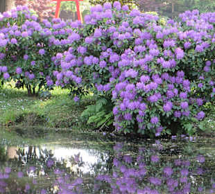 Rhododendronspiegelung