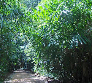 Urwald bei Elefantentrekking