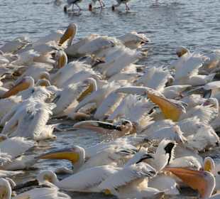 Tierbeobachtung am Boteti