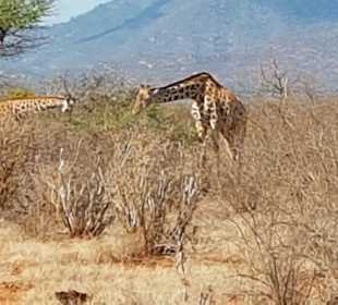 Tsavo Ost und West Safari