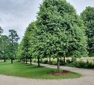 Die Allee 