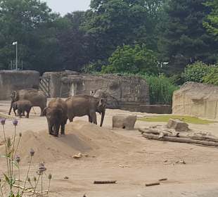 Zoologischer Garten Köln