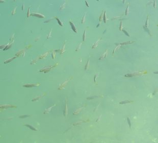 Fische und Schildkröten