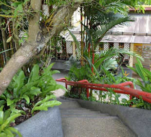 Hibiscus Garten