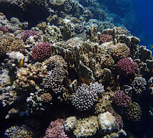 Schnorcheln Sharm el Naga