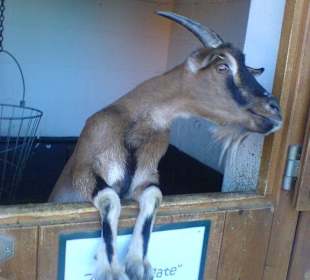 Die Ziege ,,Agate" im >Talhof<