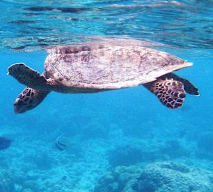 Meeresschildkröte 