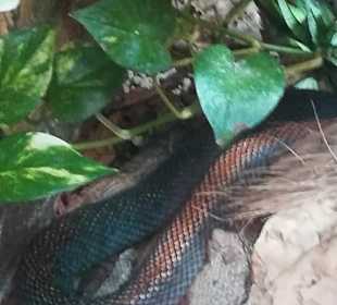 Happ Reptilien Zoo