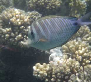 Fisch