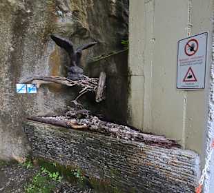 An der Krotte