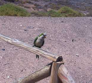Papagei am Strand