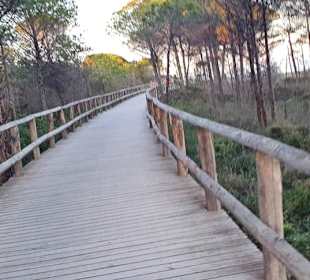 Holzbrücken auf dem Weg