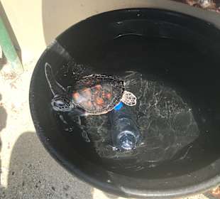 Ausflug zur Schildkrötenstation