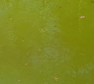 Viele Fische im Teich
