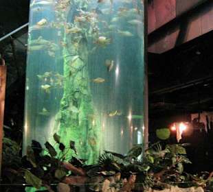 Säulenaquarium im Rainforestraum