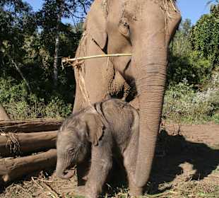 Mae Shampoo, die stolze Mutter