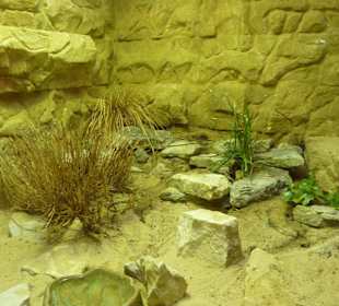 Bergkönigsnatter Terrarium
