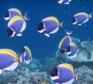 Weißkehl-Doktorfische