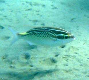 Ghanam-Scheinschnapper