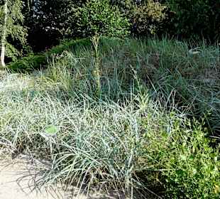 Rundgang durch den Botanischen Garten Oldenburg