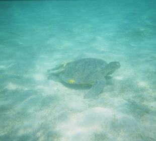 red sea turtle