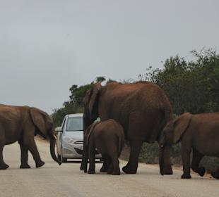 Addo Elephant Park