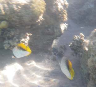 Hotel BEACH Albatros Resort & Spa    