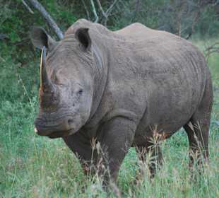 Breitmaul Rhino im River Lodge NP
