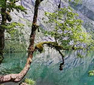 Der Obersee