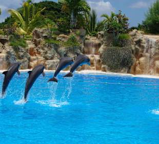 Delphienshow im Eintrittspreis enthalten