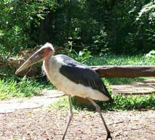 Kritische Beobachtung