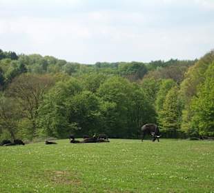 Wiesen- und Waldflächen