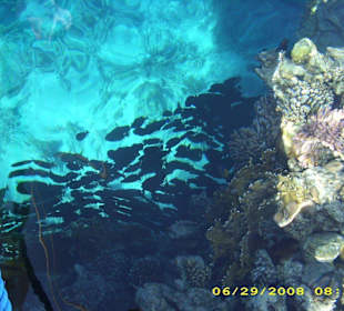 Fischschwarm am Steg